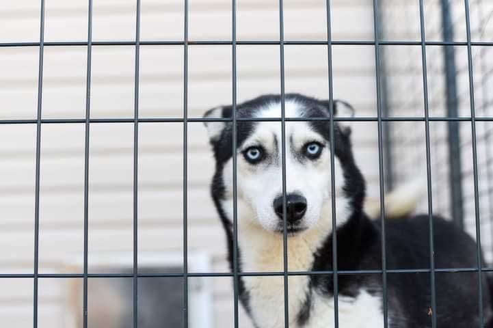 Por su gran belleza esta raza de perros suele ser una de las más cotizadas